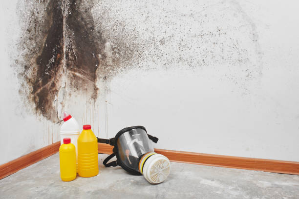 Best Post-Flood Mold Remediation in Murfreesboro, AR