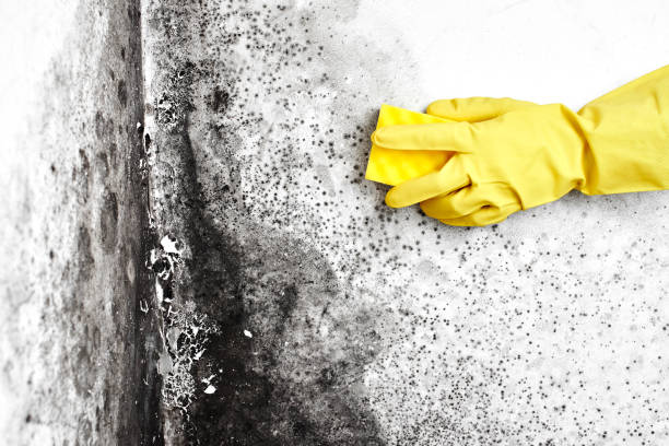 DIY Mold Remediation Support Services