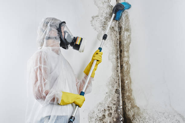 Best Mold Remediation for Specific Building Types in Murfreesboro, AR