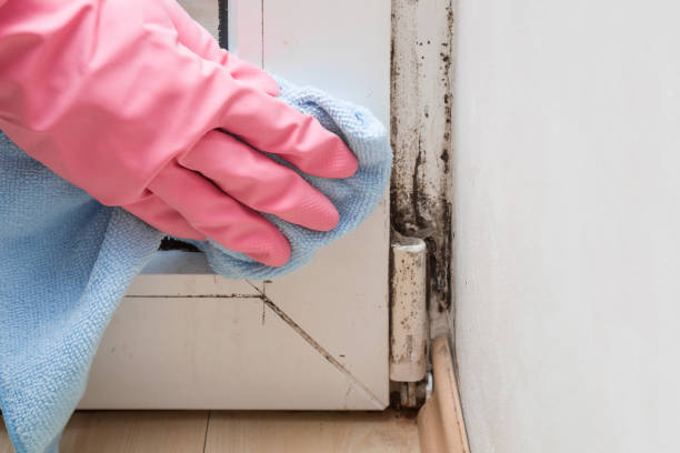 Best Attic Mold Remediation in Murfreesboro, AR