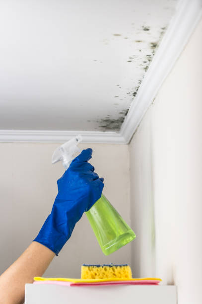 Best White Mold Remediation in Murfreesboro, AR